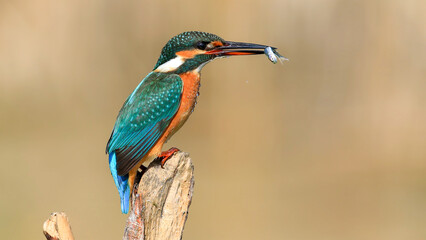 Common Kingfisher on a branch