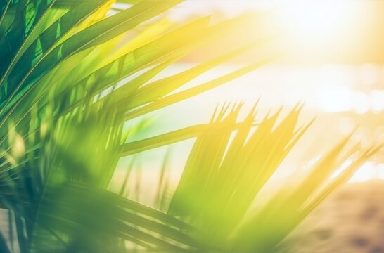 palm tree leaves in the sun with light rays and a tropical beach blurry background
