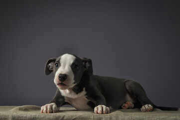 Pit bull puppy, puppy portrait, cute pit bull terrier in studio.