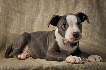 Pit bull puppy, puppy portrait, cute pit bull terrier in studio.