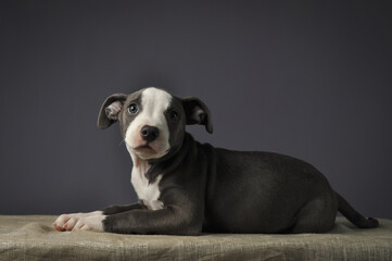 Pit bull puppy, puppy portrait, cute pit bull terrier in studio.