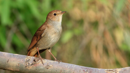 Common Nightingale on a branch