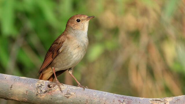 Common Nightingale on a branch