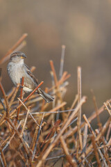 Sparrow on a branch