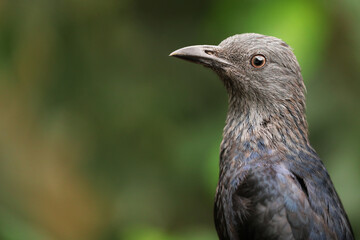 Starling