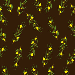 Rooibos branch with leaves and yellow flowers. Plant for making red tea. Seamless pattern on black background