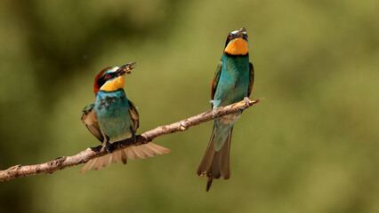 European Bee-eater family  on a branch