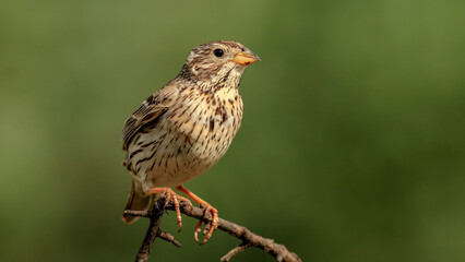 Fototapeta premium Corn Bunting on a branch