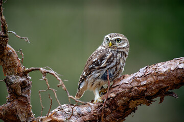 Little Owl (Athene noctua) nocturnal bird flying at dawn hunting for prey on Czech Republic countryside in Europe