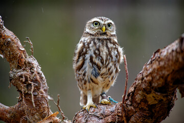Little Owl (Athene noctua) nocturnal bird flying at dawn hunting for prey on Czech Republic countryside in Europe