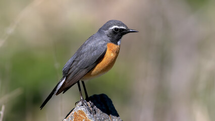 Fototapeta premium White-throated Robin on a rock