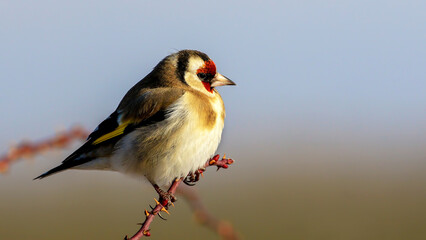 European Goldfinch on a branch
