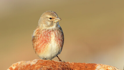 Common Linnet on a branch