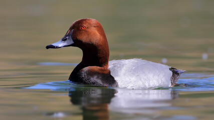 Common Pochard swimming in lake