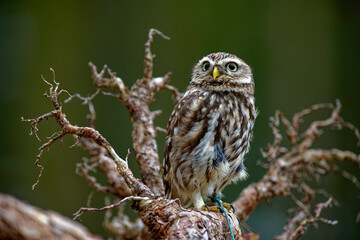 Little Owl (Athene noctua) nocturnal bird flying at dawn hunting for prey on Czech Republic countryside in Europe