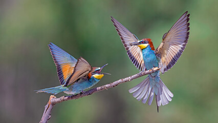 Fototapeta na wymiar European Bee-eater family on a branch