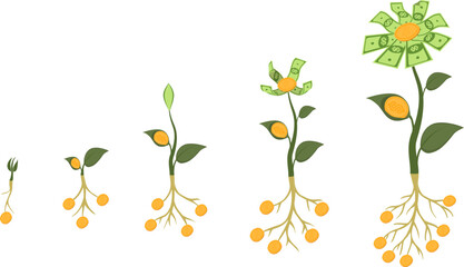 Five stages of growing a money flower with roots on a sky background