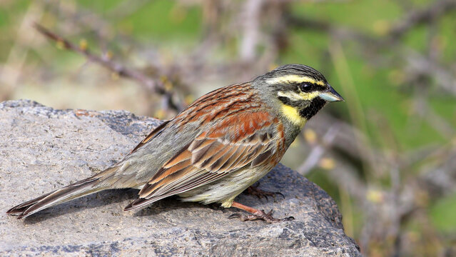 Cirl Bunting on a rock in nature