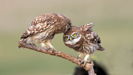 Little Owl on a branch