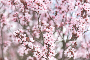 Branches full of delicate pink cherry blossom