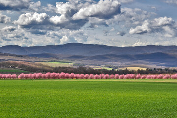 Naklejka premium Landscape with mountains, row of cherry blossom trees and clouds
