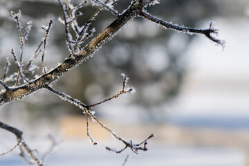 Obraz premium Close up of deciduous tree branches in winter with blurry background. Twigs covered with frost. Beautiful daylight.