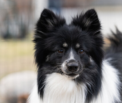 Closeup of a beautiful black and white Mittelspitz outdoors with a blurred backround. German breed.