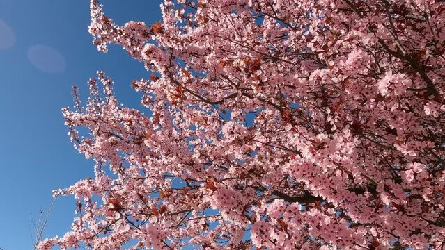 Las hermosas flores de un árbol almendro mecidas por el viento un soleado día al inicio de la primavera