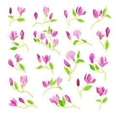 Bowl-shaped Magnolia Fragrant Purple Flower Buds on Green Stalk Big Vector Set