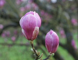Beautiful view of magnolia x soulangeana