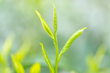 茶葉・茶畑・新茶