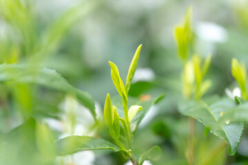 Obraz premium 茶葉・茶畑・新茶