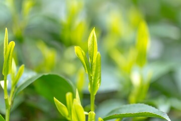 茶葉・茶畑・新茶