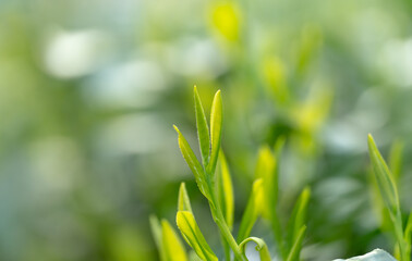 茶葉・茶畑・新茶