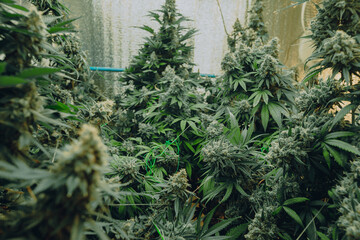 marijuana background plant cannabis medical and recreational, grade mix indica and sativa. Thailand legal medicine marijuana.