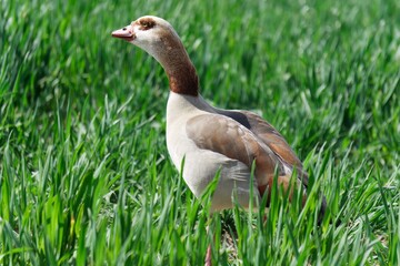 Green pastures, wild ducks at migration stop