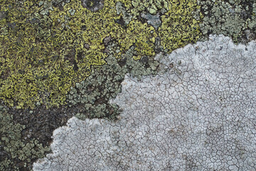 Green and grey lichen on mountain rock - Rhizocarpon geographicum and crustose lichen