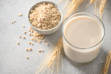 Plant based Barley milk and spikelet of barley on gray background. Close up. Copy space.
