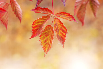 Red autumn leaves on blackberry bushes on a blurred background. Autumn background