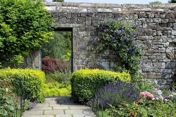 Footpath in a wall garden with flowering blue clematis, lavender, pink roses and box hedge, in an English countryside, on a summer day . - 586311985