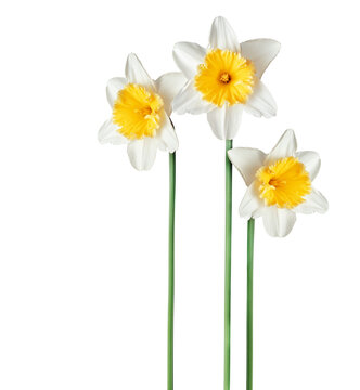 Three fresh white daffodils on a transparent background