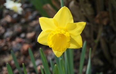 Fototapeta premium Gelbe Narzisse im Garten bei Sonne am Morgen im Frühling