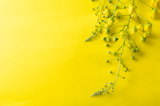 cassia flowers no yellow background