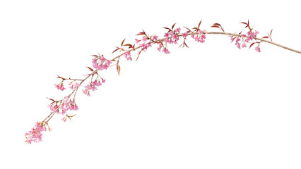 Sakura flowers, a branch of wild Himalayan cherry blossom pink flowers with young leaves budding on...