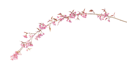 Sakura flowers, a branch of wild Himalayan cherry blossom pink flowers with young leaves budding on tree twig