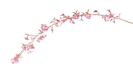 Rollo Sakura flowers, a branch of wild Himalayan cherry blossom pink flowers with young leaves budding on tree twig © Chansom Pantip