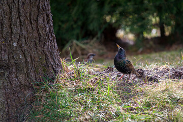 a starling at a tree trunk from a swiss stone pine on a sunny spring day