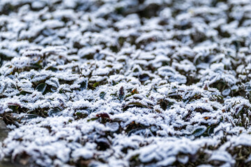 close-up of snow and hoarfrost on small leaves
