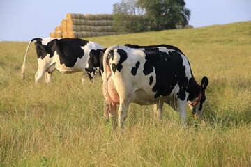 Milchkühe auf einer Weide in Dermbach/Rhön. Dermbach, Thüringen, Deutschland, Europa -
Dairy cows on a pasture in Dermbach/Rhoen. Dermbach, Thuringia, Germany, Europe -