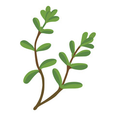 Purslane. Purslane plant icon. Vector illustration isolated on white background. For template label, packing, web, menu, logo, textile, icon